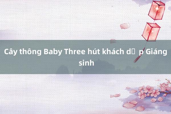 Cây thông Baby Three hút khách dịp Giáng sinh